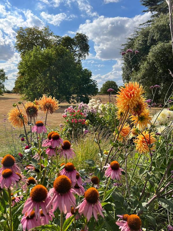 Late-summer border of coneflowers and orange daisies