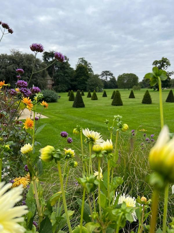 Spring bulbs flowering in front of lawn and clipped topiary