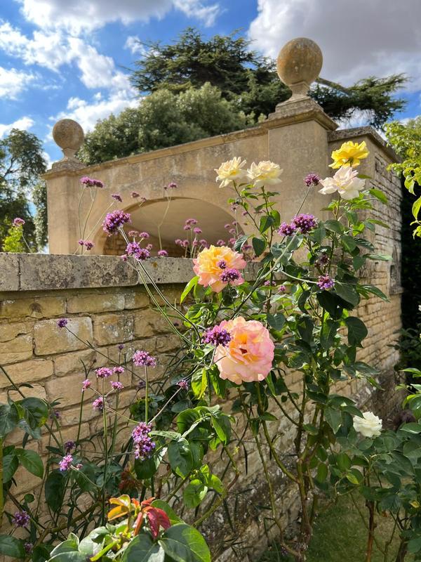 Roses trained against an old stone wall
