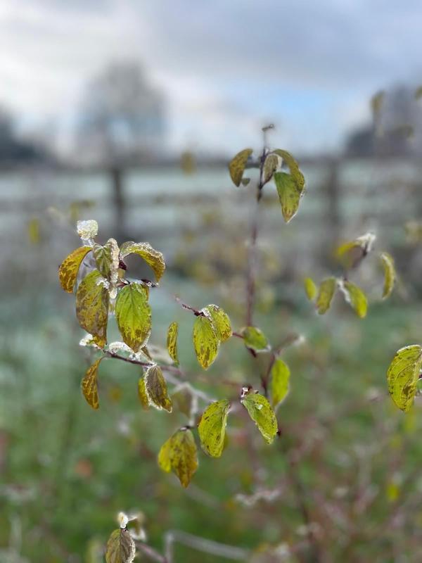 Bare winter stems giving structure to the garden