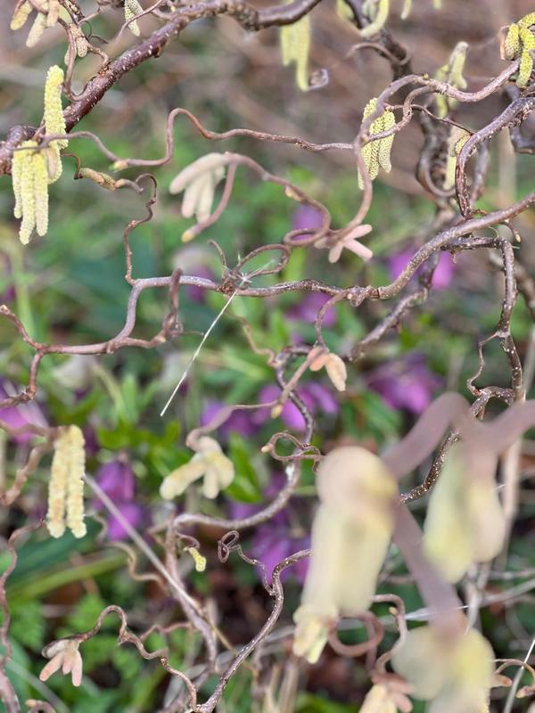 Seed heads and foliage in a late-season border