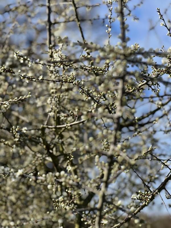Orchard Care by Haynes Horticulture, Stamford