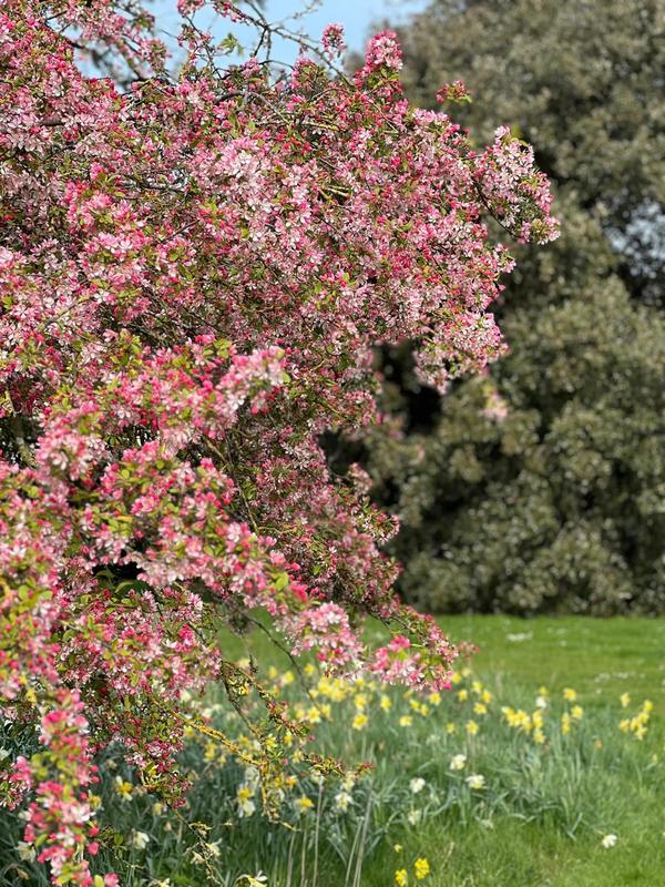Ornamental tree in flower above the garden