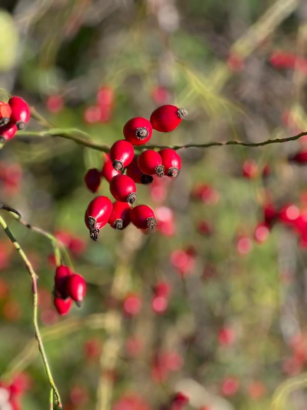 Red autumn berries on bare stems