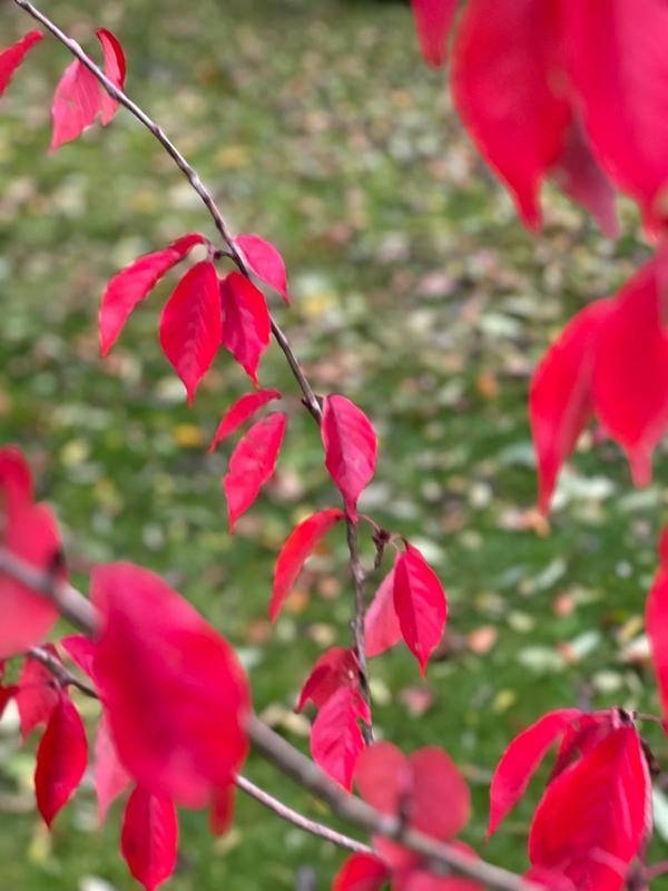 Bright red autumn foliage