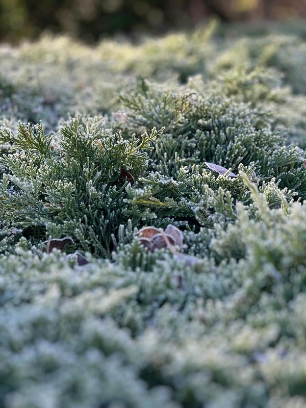 Frost on clipped evergreen foliage