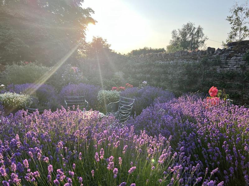 Lavender border in evening sun against a stone wall