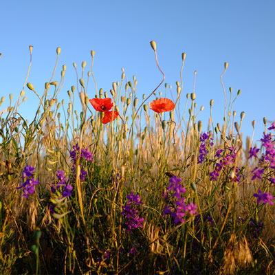 garden maintenance service / grounds maintenance | Haynes Horticulture