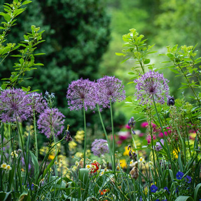 garden maintenance service / grounds maintenance | Haynes Horticulture